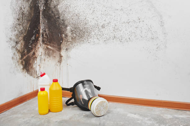 Professional Mold Removal in South Sumter, SC