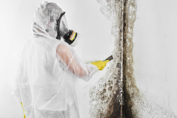 Best Certified Mold Removal  in South Sumter, SC