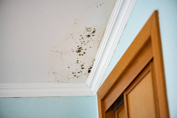Best Mold Damage Repair  in South Sumter, SC