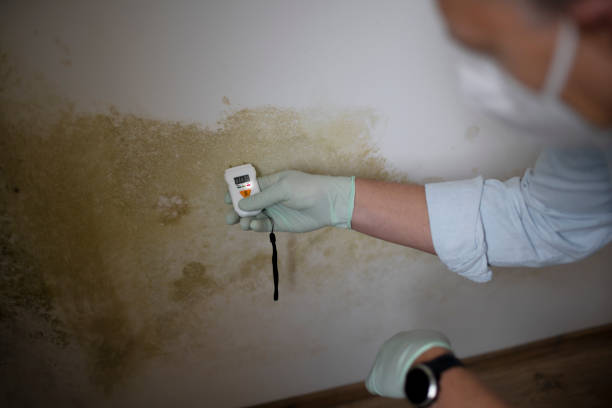 Office Mold Removal Services in South Sumter, SC